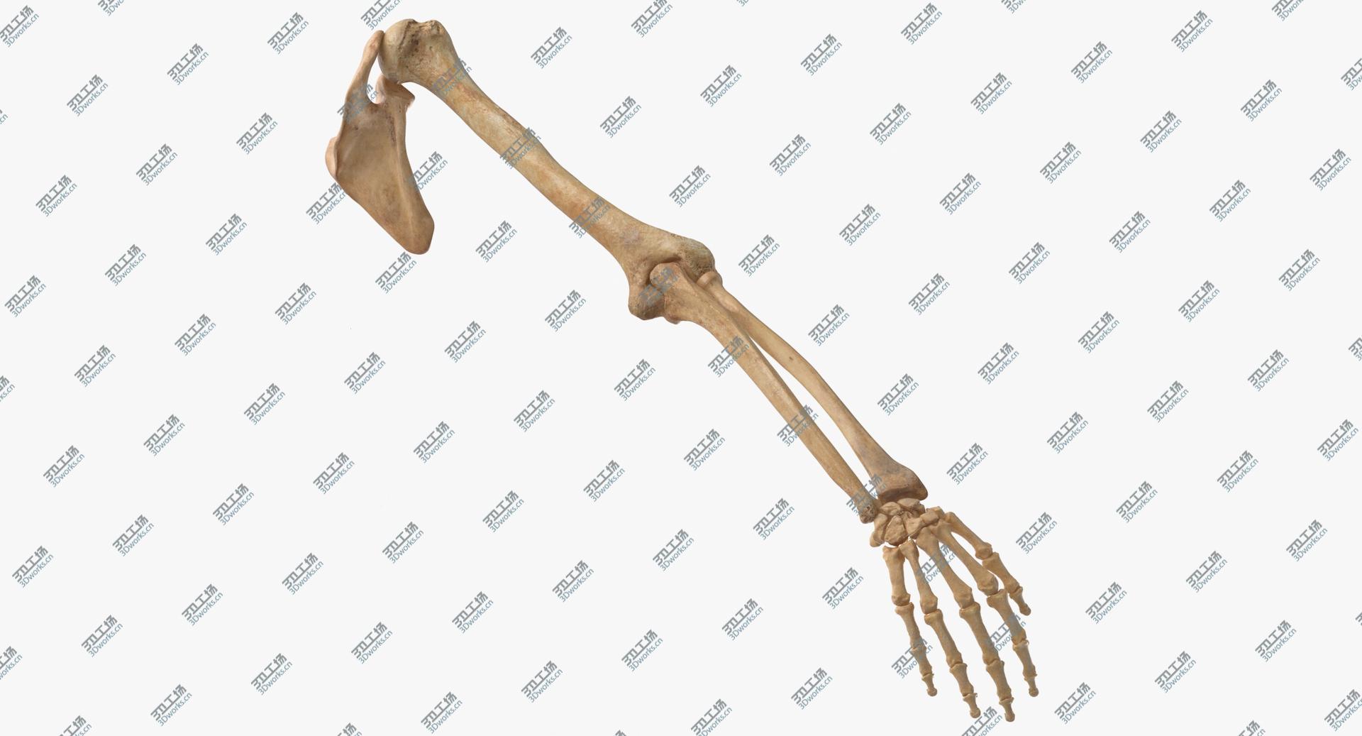 images/goods_img/202104091/Real Human Arm and Scapula Bones Anatomy 01 model/1.jpg